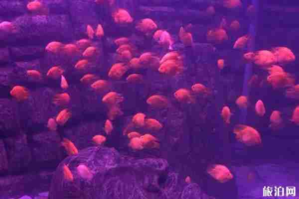 南京海底世界夜场开放时间和门票价格 南京海底世界夜场开放时间和门票价格