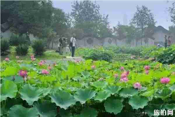 郑州周边荷花观赏地点推荐 郑州周边荷花观赏地点推荐
