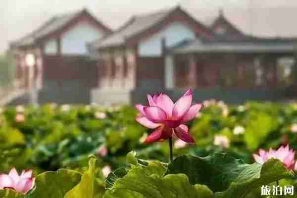 郑州周边荷花观赏地点推荐 郑州周边荷花观赏地点推荐