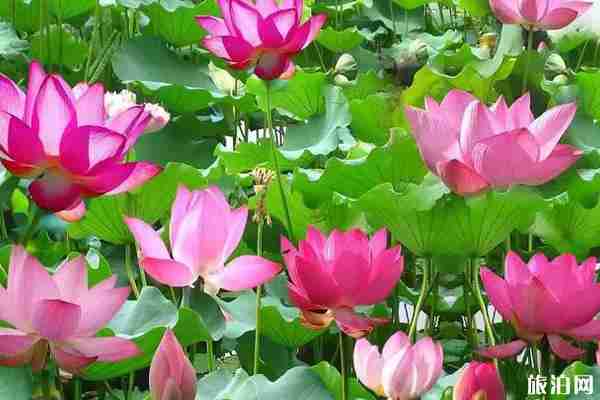 郑州周边荷花观赏地点推荐 郑州周边荷花观赏地点推荐