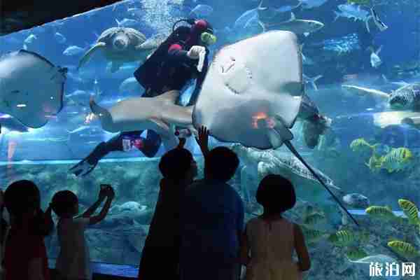 南京海底世界夜场开放时间和门票价格 南京海底世界夜场开放时间和门票价格