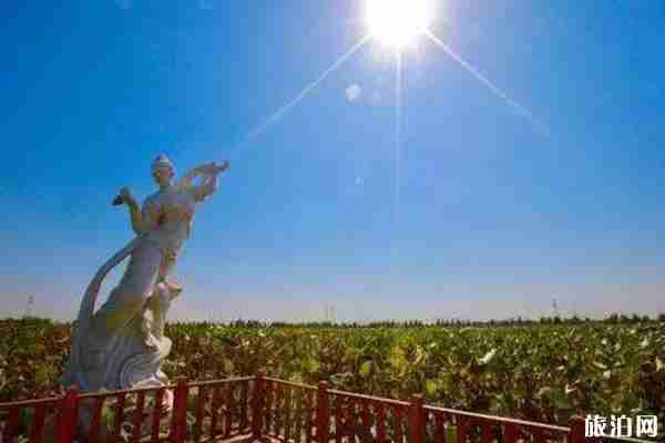 郑州周边荷花观赏地点推荐 郑州周边荷花观赏地点推荐