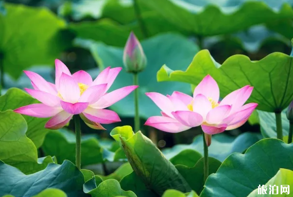 7月贵阳赏荷花的地方-注意事项 7月贵阳赏荷花的地方-注意事项