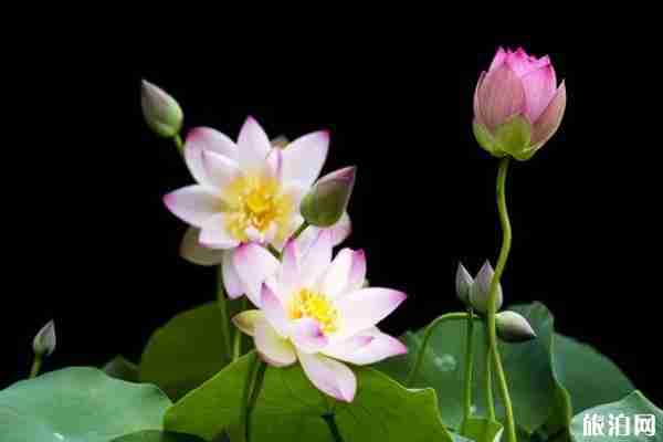 7月贵阳赏荷花的地方-注意事项 7月贵阳赏荷花的地方-注意事项