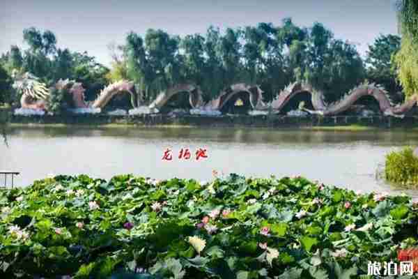 合肥荷花观赏地推荐 合肥荷花园在哪里 合肥荷花观赏地推荐 合肥荷花园在哪里