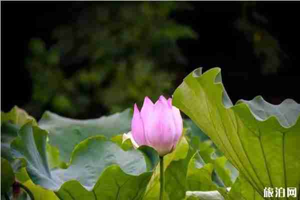 合肥荷花观赏地推荐 合肥荷花园在哪里 合肥荷花观赏地推荐 合肥荷花园在哪里