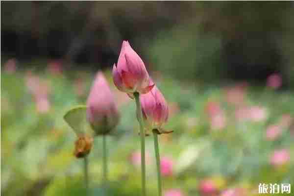 合肥荷花观赏地推荐 合肥荷花园在哪里 合肥荷花观赏地推荐 合肥荷花园在哪里
