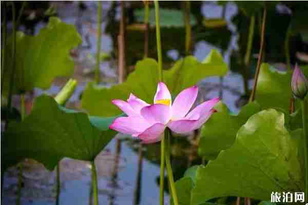 合肥荷花观赏地推荐 合肥荷花园在哪里 合肥荷花观赏地推荐 合肥荷花园在哪里