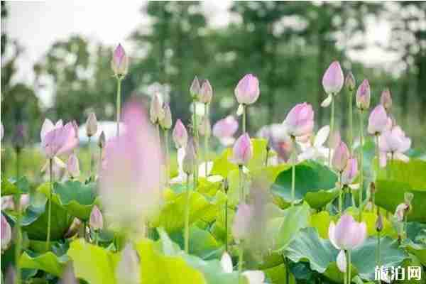 合肥荷花观赏地推荐 合肥荷花园在哪里 合肥荷花观赏地推荐 合肥荷花园在哪里