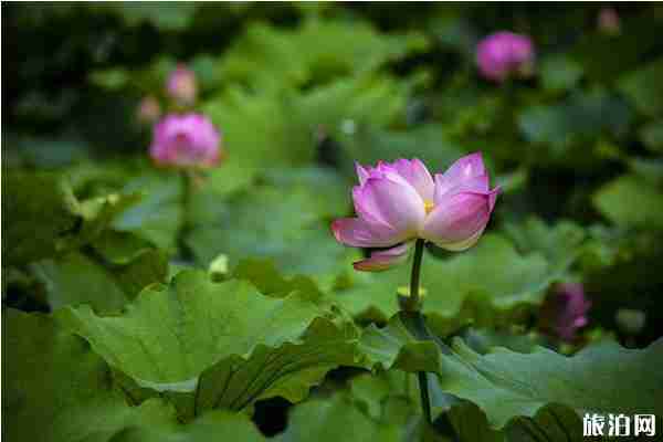 成都附近哪里有荷花可以看 成都哪里荷花最多