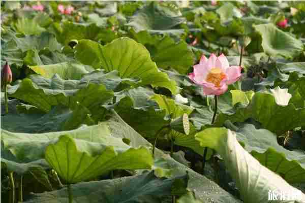 成都附近哪里有荷花可以看 成都哪里荷花最多