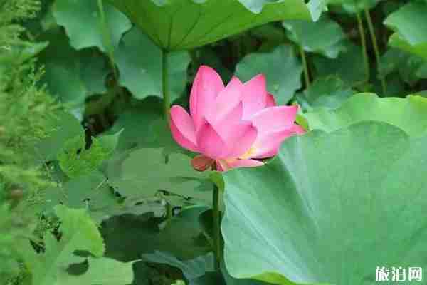 成都附近哪里有荷花可以看 成都哪里荷花最多