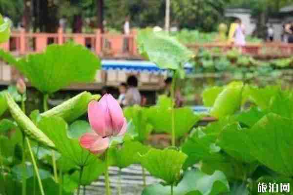 成都附近哪里有荷花可以看 成都哪里荷花最多