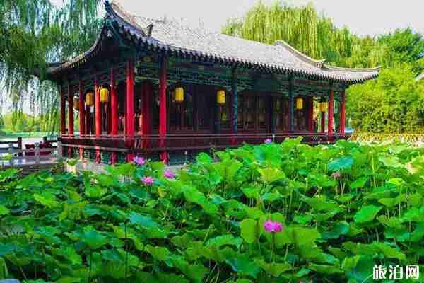 山东哪里看荷花 山东荷花哪里出名