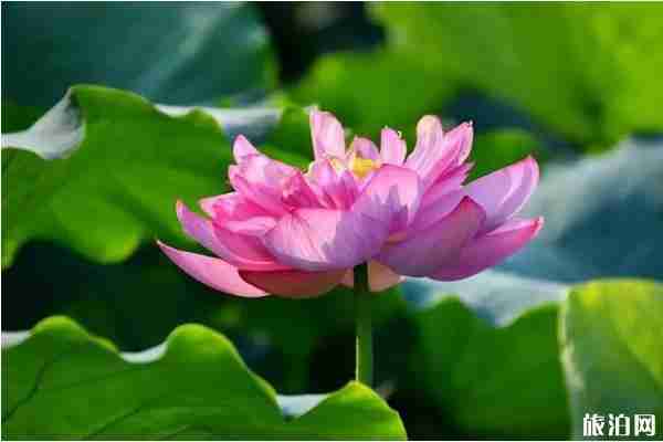 山东哪里看荷花 山东荷花哪里出名