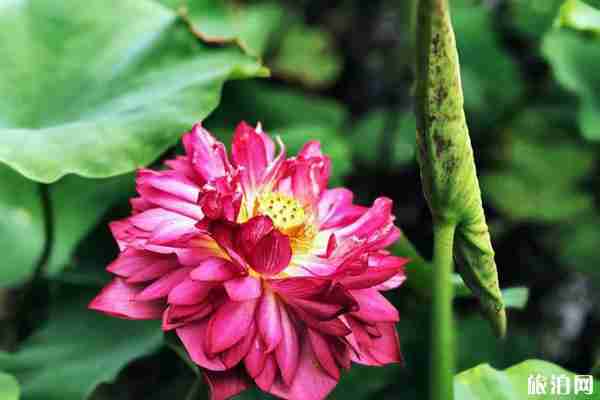 山东哪里看荷花 山东荷花哪里出名