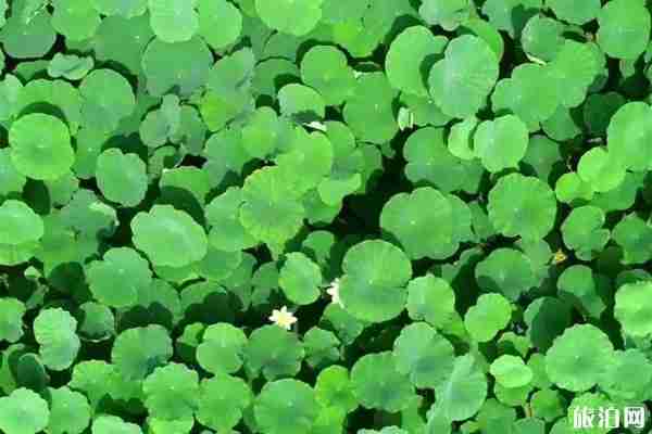 山东哪里看荷花 山东荷花哪里出名