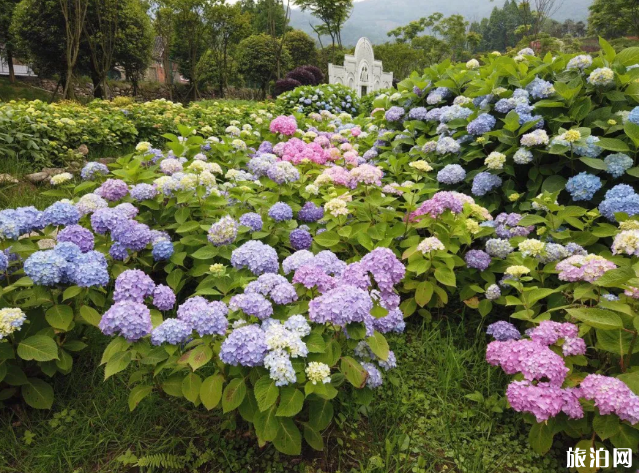 七八月德阳周边赏花的地方有哪些