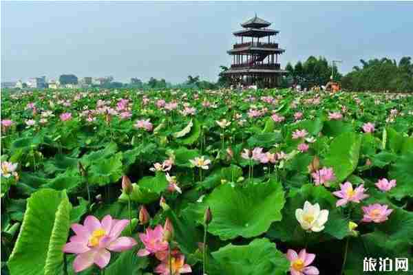 2020荷美覃塘荷花节什么时候和活动介绍 2020荷美覃塘荷花节什么时候和活动介绍