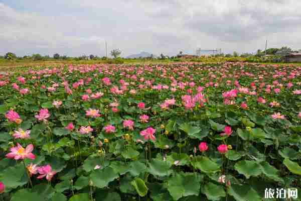 上海古猗园荷花展2020年时间和地点 上海古猗园荷花展2020年时间和地点
