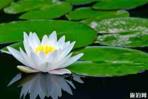 上海古猗园荷花展2020年时间和地点 上海古猗园荷花展2020年时间和地点