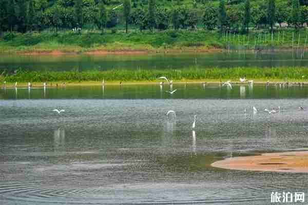 佛山高明美的鹭湖篝火晚会时间表 附2020端午节活动内容 佛山高明美的鹭湖篝火晚会时间表 附2020端午节活动内容