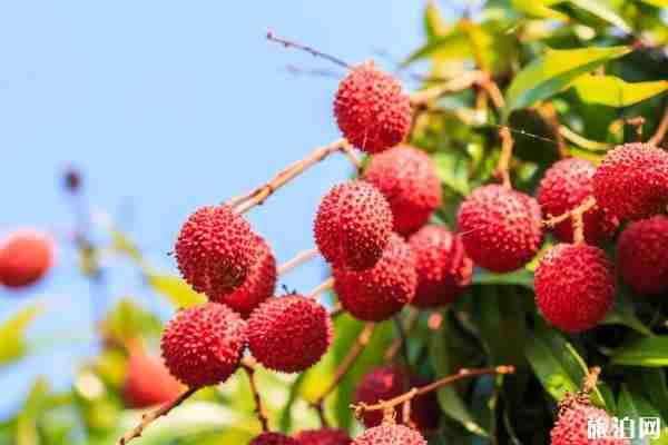 广州荔枝采摘基地门票及地址 广州荔枝采摘基地门票及地址