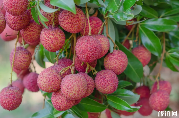 广州荔枝采摘基地门票及地址 广州荔枝采摘基地门票及地址