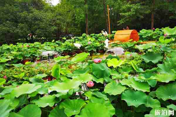 2020成都荷花展時間和地點 成都荷花展活動介紹
