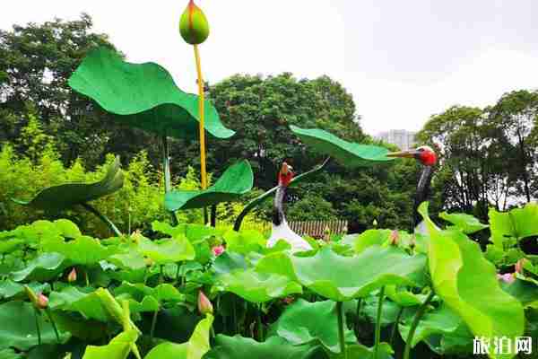 2020成都荷花展時間和地點 成都荷花展活動介紹
