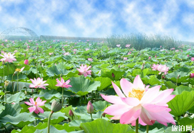 厦门哪里有荷花池-交通指南 厦门哪里有荷花池-交通指南