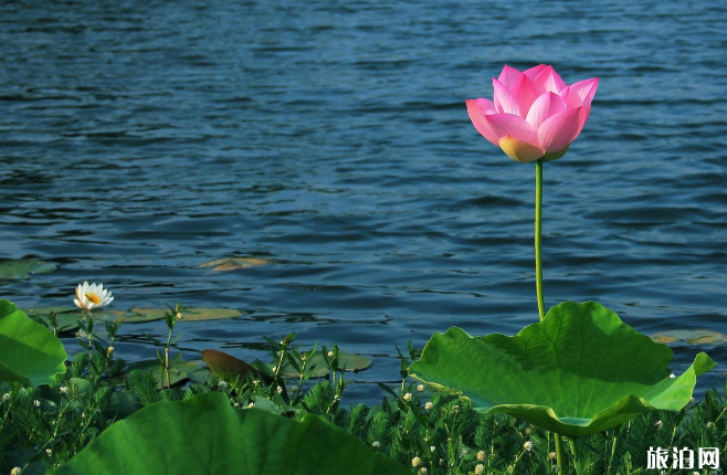 厦门哪里有荷花池-交通指南 厦门哪里有荷花池-交通指南