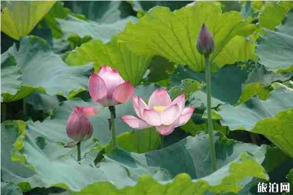 新浜荷花节2020年什么时候开始和具体地址