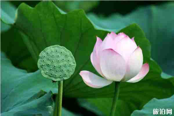 新浜荷花节2020年什么时候开始和具体地址