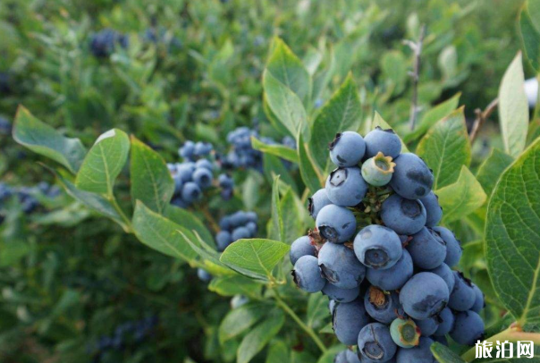 重庆蓝莓采摘季节是几月份-采摘地址及价格 重庆蓝莓采摘季节是几月份-采摘地址及价格