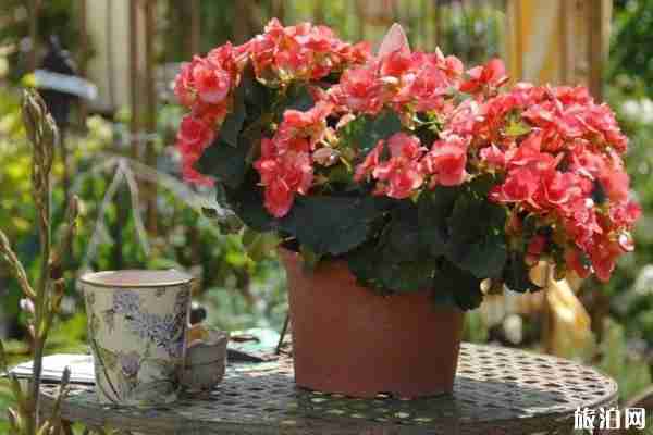 6月上海花展有哪些-时间地点 6月上海花展有哪些-时间地点