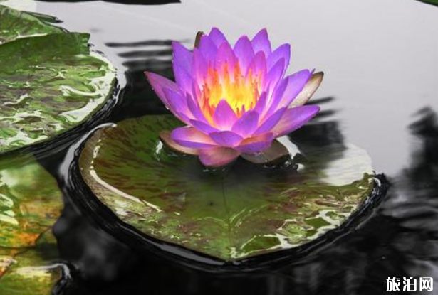 6月上海花展有哪些-时间地点 6月上海花展有哪些-时间地点