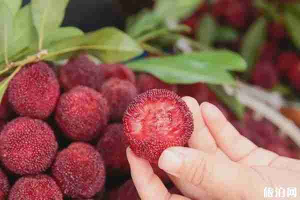 缙云杨梅上市季节 缙云杨梅哪里最多 缙云杨梅上市季节 缙云杨梅哪里最多