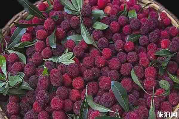 缙云杨梅上市季节 缙云杨梅哪里最多 缙云杨梅上市季节 缙云杨梅哪里最多