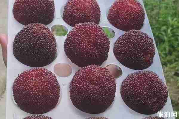 缙云杨梅上市季节 缙云杨梅哪里最多 缙云杨梅上市季节 缙云杨梅哪里最多