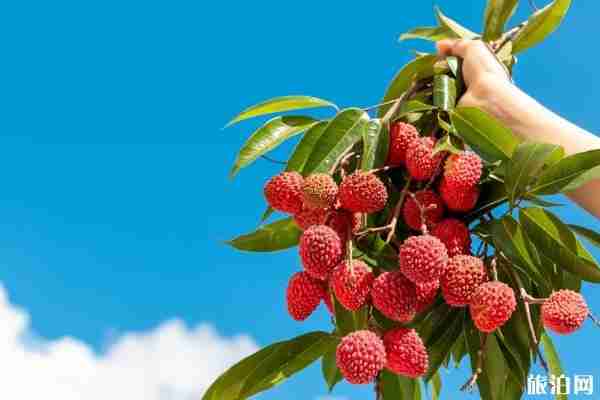 深圳荔枝采摘园在哪里-采摘优惠门票汇总 深圳荔枝采摘园在哪里-采摘优惠门票汇总