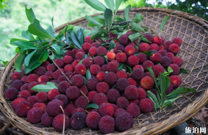 杭州杨梅采摘基地2020地址及联系方式 杭州杨梅采摘基地2020地址及联系方式