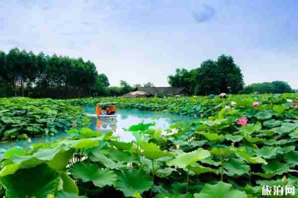 成都周边赏荷花哪里好 成都周边赏荷花哪里好