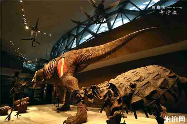 上海博物馆奇妙夜2020活动攻略 上海博物馆奇妙夜2020活动攻略