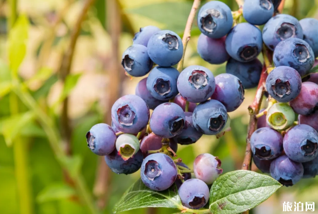 南京采摘园推荐 2020南京杨梅采摘多少钱一斤 南京采摘园推荐 2020南京杨梅采摘多少钱一斤