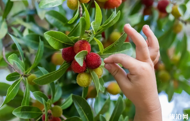 南京采摘园推荐 2020南京杨梅采摘多少钱一斤 南京采摘园推荐 2020南京杨梅采摘多少钱一斤