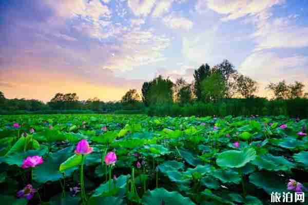 北京荷花几月开得最好-观赏地点推荐