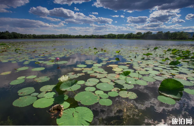 北京荷花几月开得最好-观赏地点推荐