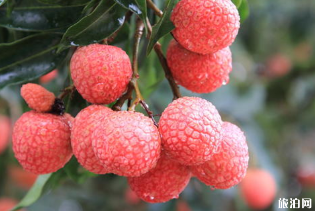 2020湛江荔枝采摘园电话及门票价格 2020湛江荔枝采摘园电话及门票价格