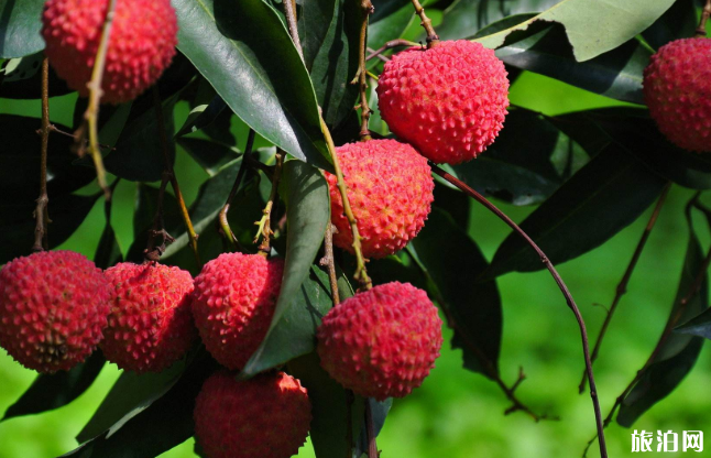 2020湛江荔枝采摘园电话及门票价格 2020湛江荔枝采摘园电话及门票价格